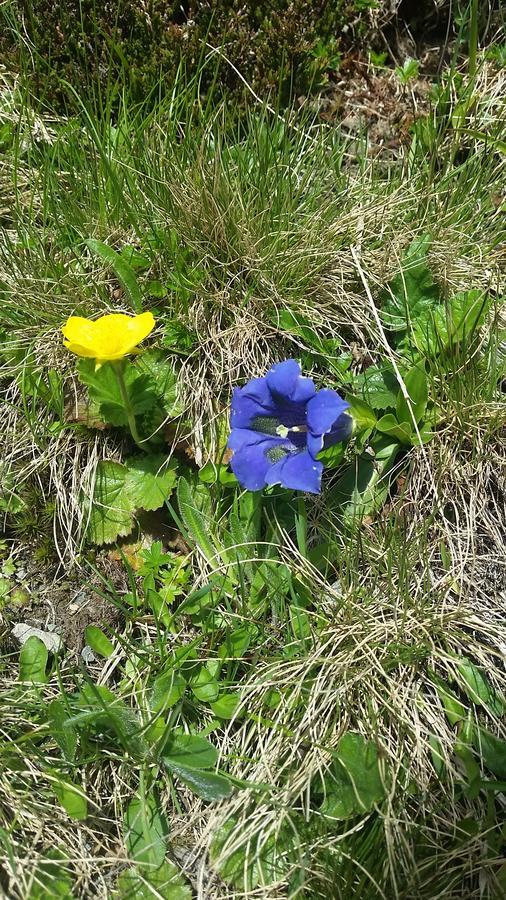Hanslerfeld Alpbach Dış mekan fotoğraf